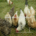 2016 alibaba trade assurance chicken farm wire mesh